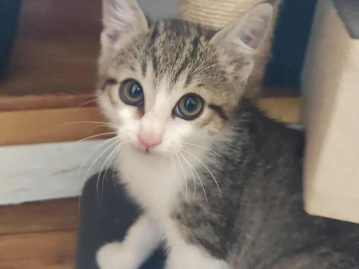 Adoption disponible : chaton mâle âgé de 3 mois