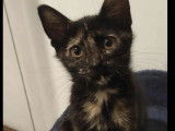 À la recherche d'un foyer : chaton femelle de 3 mois
