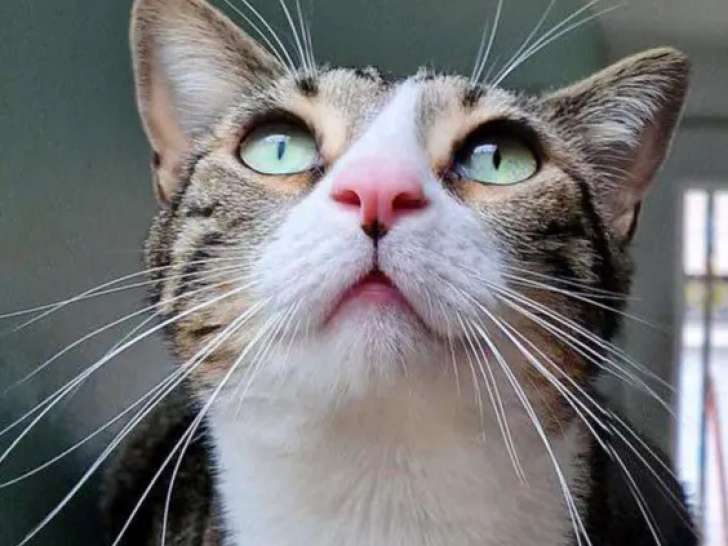 Chat tigré blanc à adopter