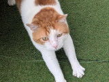 Chat roux et blanc disponible à l'adoption