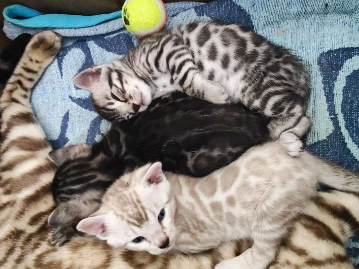 Chatons de race Bengal à vendre (1 femelle & 2 mâles)