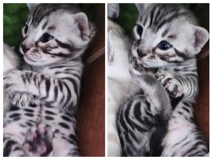 Chaton Bengal