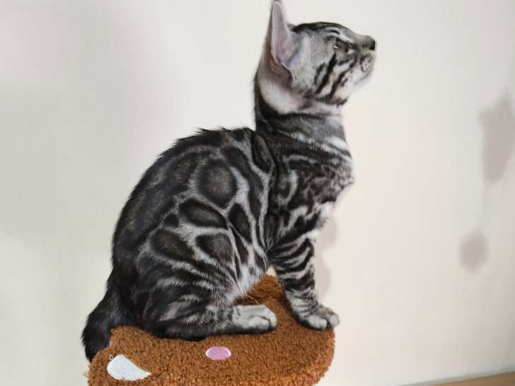 Bébé Bengal black silver