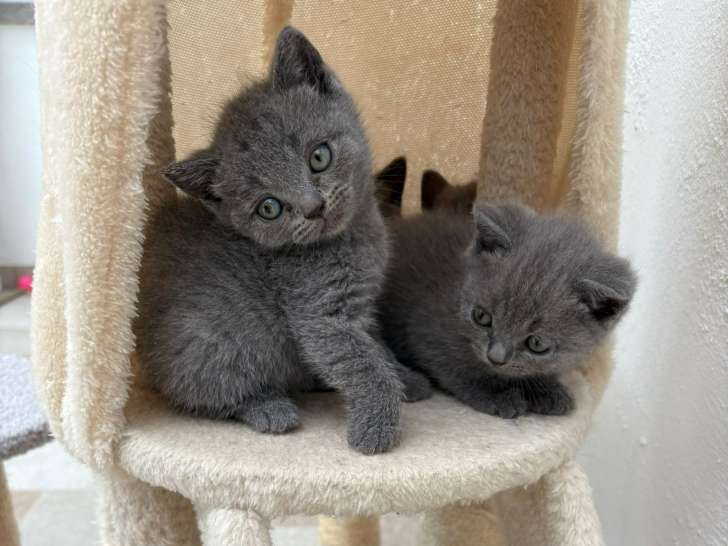 Chatons British Shorthair pearl blue à vendre