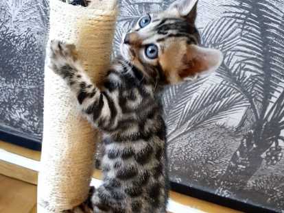 APOLLON, robe en en periode "Fuzzy" ou de Camouflage, le Bengal ayant un pelage évolutif, momentanement "terne et éteind". La pointe des poils est plus longue et plus pâle. Cela brouille la couleur du chaton et camoufle ses taches, tout en lui donnant une allure ébouriffée. (Cliché pris à ses 1 mois et 5 jours)