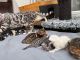 Magnifiques chatons Bengal à vendre‼️‼️‼️‼️❗️❗️
