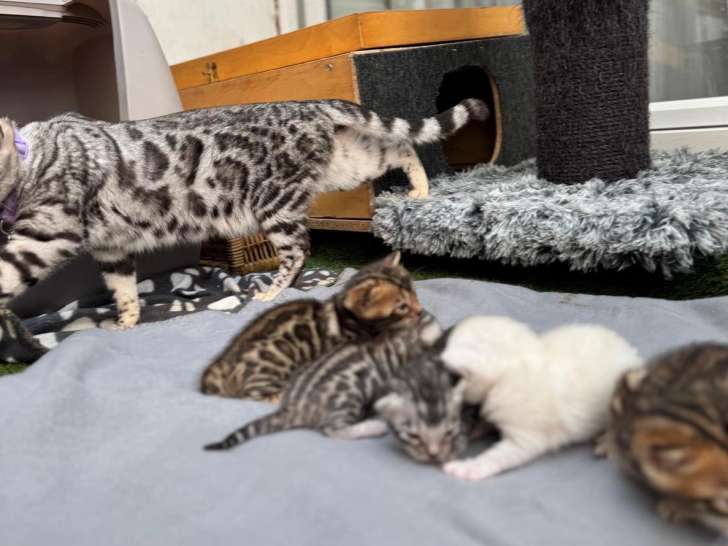 Magnifiques chatons Bengal à vendre