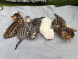 Magnifiques chatons Bengal à vendre‼️‼️‼️‼️❗️❗️
