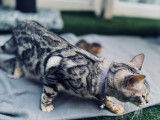 Magnifiques chatons Bengal à vendre‼️‼️‼️‼️❗️❗️