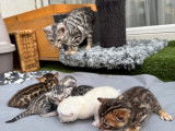 Magnifiques chatons Bengal à vendre‼️‼️‼️‼️❗️❗️