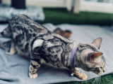 Magnifiques chatons Bengal à vendre‼️‼️‼️‼️❗️❗️