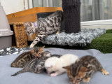Magnifiques chatons Bengal à vendre‼️‼️‼️‼️❗️❗️
