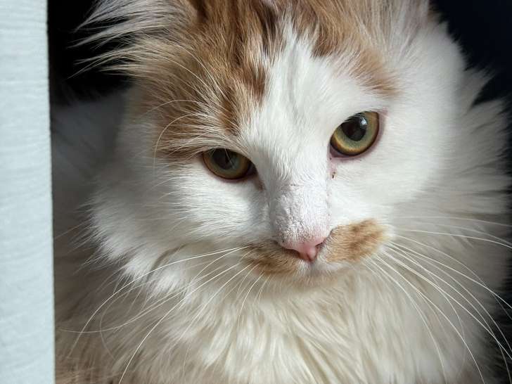 Mâle Sibérien adorable à vendre