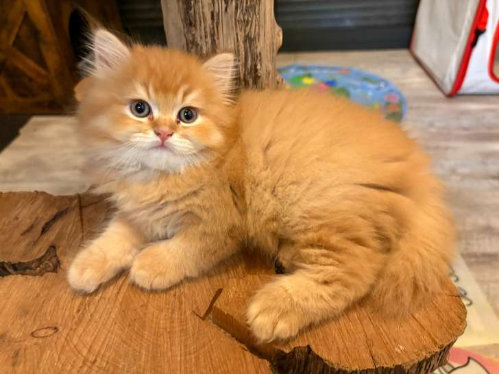 Chaton British Loghair à vendre