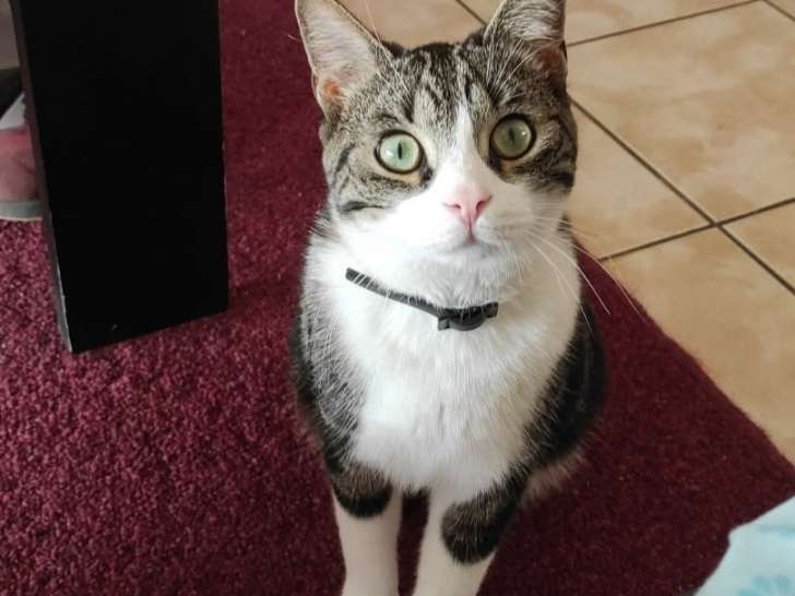 Chat tigré et blanc à donner