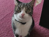 Chat tigré et blanc à donner