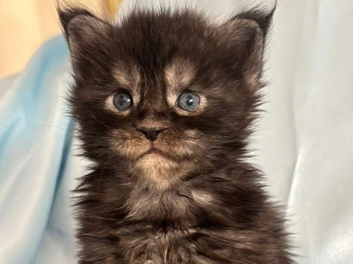 Chatons Maine Coon mâle et femelle LOOF à vendre