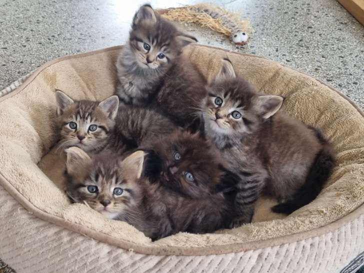 Chatons croisés Maine Coon à vendre