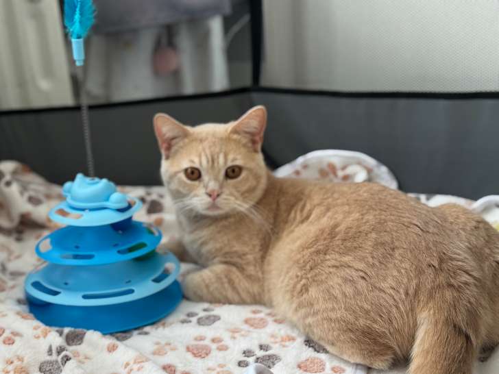 Mâle British Shorthair disponible pour saillie
