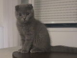 Chatonne Scottish Fold à vendre