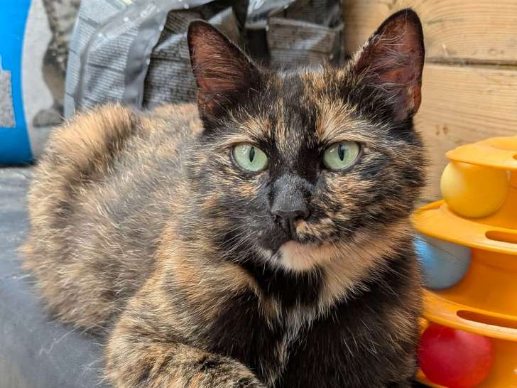 Mao, chatte écaille de tortue à adopter