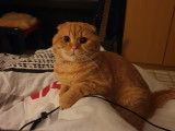 Stacik, mâle Scottish Fold disponible pour saillie