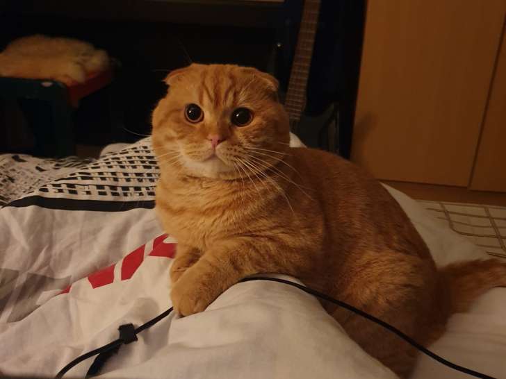 Stacik, mâle Scottish Fold disponible pour saillie