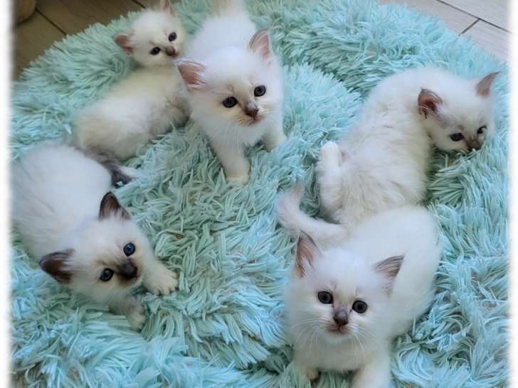 Chatonnes Sacré de Birmanie à réserver