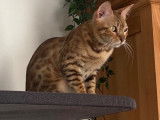 Hermione, chatte adulte Bengal à vendre