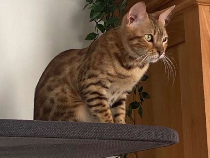 Hermione, chatte adulte Bengal à vendre