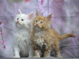 Adorables chatons Maine Coon LOOF à vendre