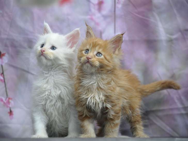 Adorables chatons Maine Coon LOOF à vendre
