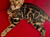 Chatons Bengal à vendre