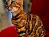 Chatons Bengal à vendre