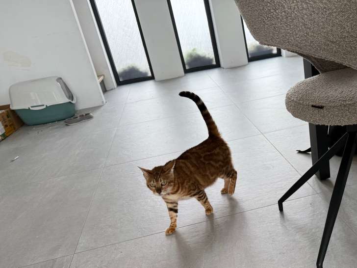 Femelle Bengal de 5 ans à vendre