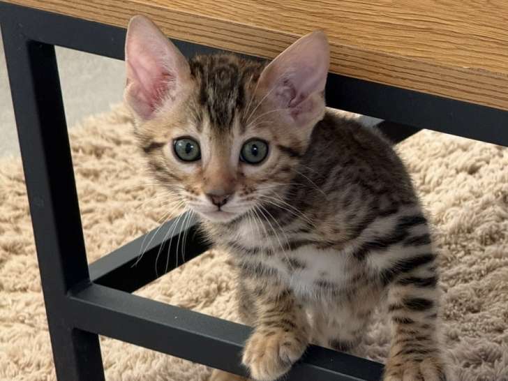 Femelle Bengal + chatons