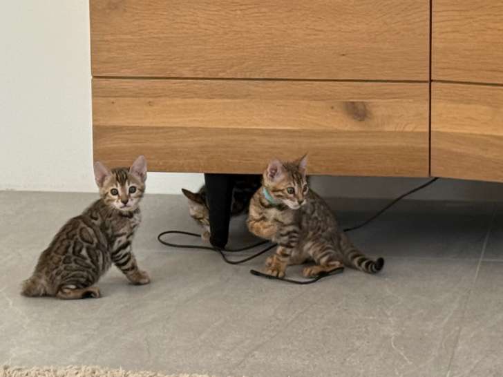 Chatons Bengal disponibles ! 1 femelle