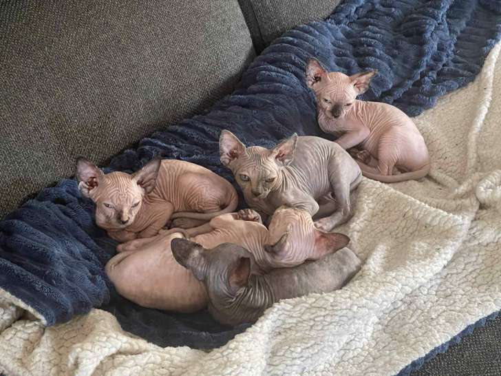 Chatons de race Sphynx à vendre (5 femelles)