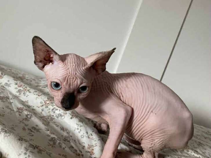 Chatons de race Sphynx à vendre