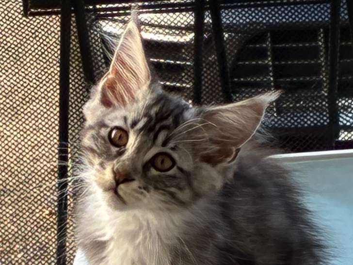 Chatons Maine Coon LOOF à vendre