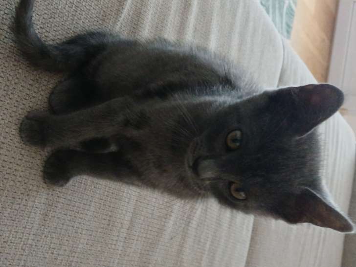 Chaton mâle à donner