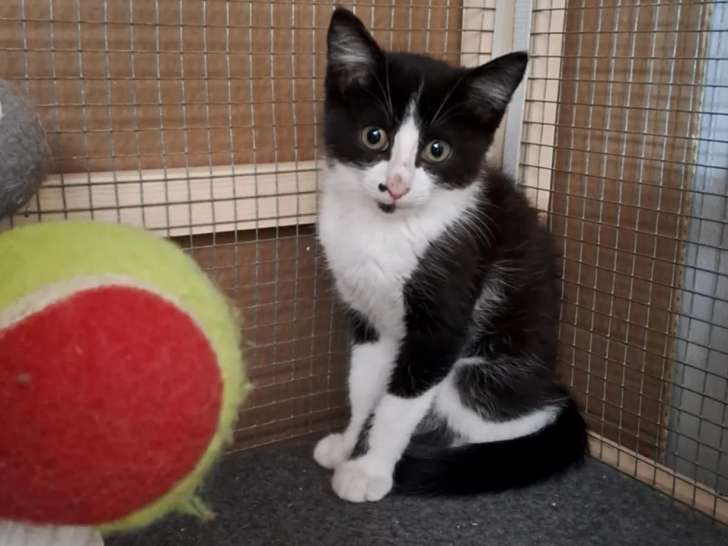 À adopter : chaton mâle noir et blanc