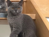 Chatons British Shorthair cherchent famille
