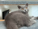 Chatons British Shorthair cherchent famille
