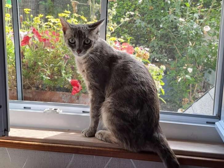 Disponible à l'adoption : chatte d'un an