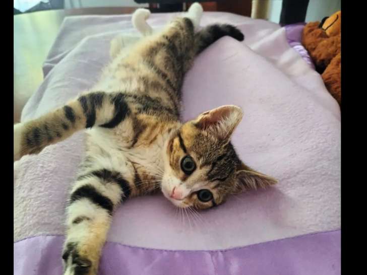 En attente d'adoption : chatonne de 3 mois