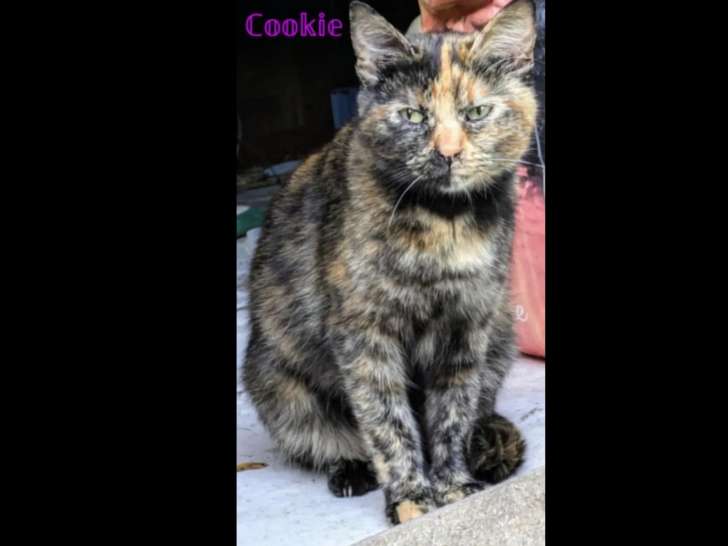 Prête pour l'adoption : chatte de 2 ans