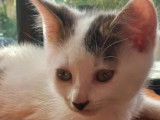 En attente d'un foyer : chaton mâle tigré blanc
