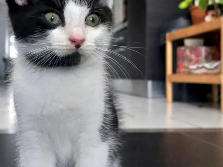 À accueillir : chatonne noire et blanche