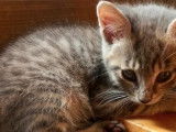 En quête d'un foyer : chaton femelle tigré